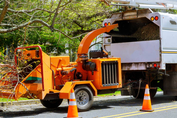 Best Root Management and Removal  in Linden, AZ